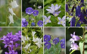 Image result for Glockenblumen