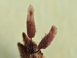 Attēlu rezultāti vaicājumam “Stemonitopsis hyperopta var. landewaldii macro”