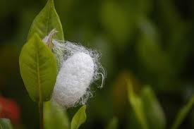 Attēlu rezultāti vaicājumam “cocoon”