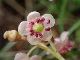 Attēlu rezultāti vaicājumam “Chimaphila umbellata flower”