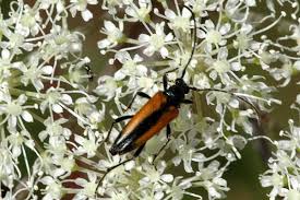 Attēlu rezultāti vaicājumam “Stenurella melanura”