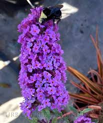 Image result for Buddleja davidii