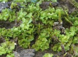 Attēlu rezultāti vaicājumam “Fossombronia wondraczekii”