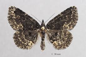 Attēlu rezultāti vaicājumam “Parascotia fuliginaria”