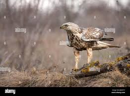 Attēlu rezultāti vaicājumam “Buteo lagopus”