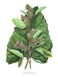 Attēlu rezultāti vaicājumam “Microrrhinum minus leaf”