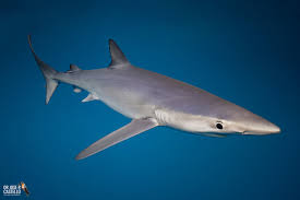 Image result for Prionace glauca