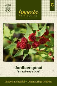 Image result for chenopodium foliosum