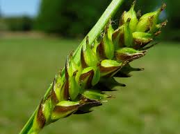 Attēlu rezultāti vaicājumam “Carex hostiana”