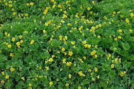 Attēlu rezultāti vaicājumam “Waldsteinia geoides flower”