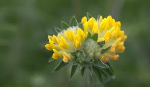 Image result for Anthyllis vulneraria rubra