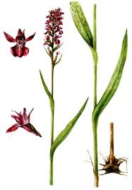 Attēlu rezultāti vaicājumam “Dactylorhiza russowii”