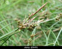 Attēlu rezultāti vaicājumam “Carex pallescens”