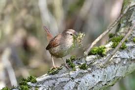 Attēlu rezultāti vaicājumam “Troglodytes troglodytes adult”