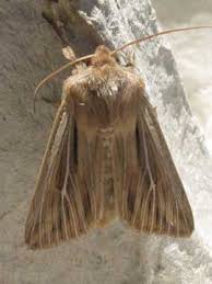 Attēlu rezultāti vaicājumam “Leucania comma”