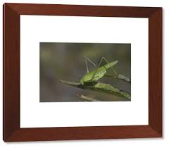 Attēlu rezultāti vaicājumam “Phaneroptera falcata”