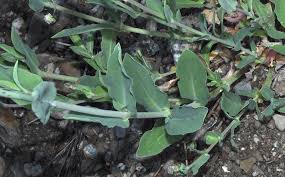 Image result for Silene vulgaris