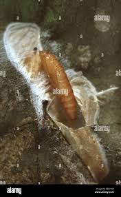 Attēlu rezultāti vaicājumam “Gracillaria syringella larva”