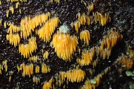 Attēlu rezultāti vaicājumam “Mucronella”