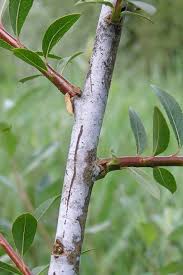 Attēlu rezultāti vaicājumam “Salix daphnoides subsp. acutifolia bud”