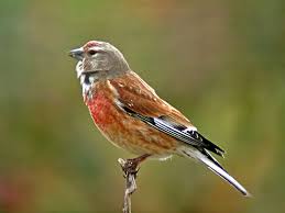 Attēlu rezultāti vaicājumam “Carduelis cannabina”