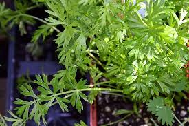 Attēlu rezultāti vaicājumam “Carum carvi leaf”