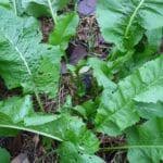 Attēlu rezultāti vaicājumam “Armoracia rusticana bud”