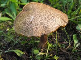 Attēlu rezultāti vaicājumam “Xerocomus chrysenteron”