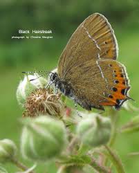 Attēlu rezultāti vaicājumam “Satyrium pruni underside”
