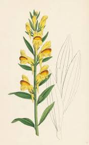 Image result for Linaria vulgaris