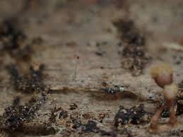 Attēlu rezultāti vaicājumam “Paradiacheopsis rigida stalked”