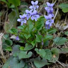 Attēlu rezultāti vaicājumam “Viola reichenbachiana flower”