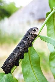 Attēlu rezultāti vaicājumam “Deilephila elpenor larva”
