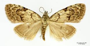 Attēlu rezultāti vaicājumam “Nola confusalis”