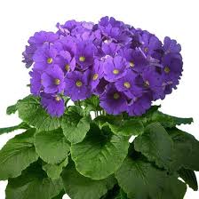 Attēlu rezultāti vaicājumam “Primula”