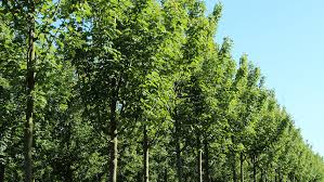 Attēlu rezultāti vaicājumam “Acer pseudoplatanus”