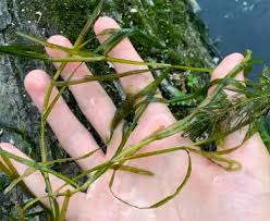 Attēlu rezultāti vaicājumam “Potamogeton compressus”