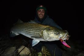 Image result for Morone saxatilis