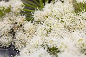 Attēlu rezultāti vaicājumam “Angelica palustris flower”