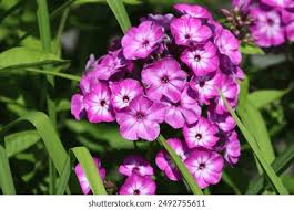 Attēlu rezultāti vaicājumam “Polemoniaceae”