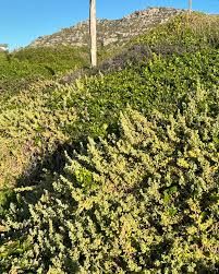 Attēlu rezultāti vaicājumam “Danthonia decumbens fruit”