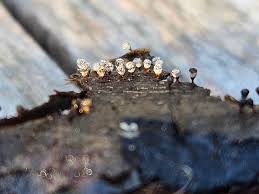 Attēlu rezultāti vaicājumam “Craterium minutum cf. var. brunneum macro”