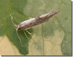 Attēlu rezultāti vaicājumam “Argyresthia semifusca”