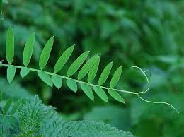 Attēlu rezultāti vaicājumam “Vicia sepium leaf”