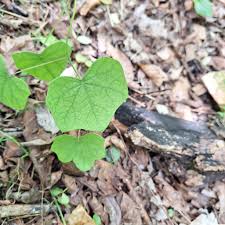 Attēlu rezultāti vaicājumam “Menispermum dauricum leaf”