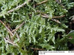 Attēlu rezultāti vaicājumam “Hypnum jutlandicum”