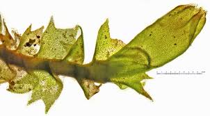 Attēlu rezultāti vaicājumam “Lophozia longidens”