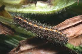 Attēlu rezultāti vaicājumam “Diacrisia sannio larva”