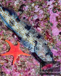 Image result for Ophiodon elongatus