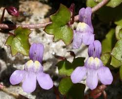 Attēlu rezultāti vaicājumam “Cymbalaria muralis flower”